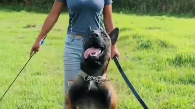 Short Film- Best Military Dog Trainers #Shorts