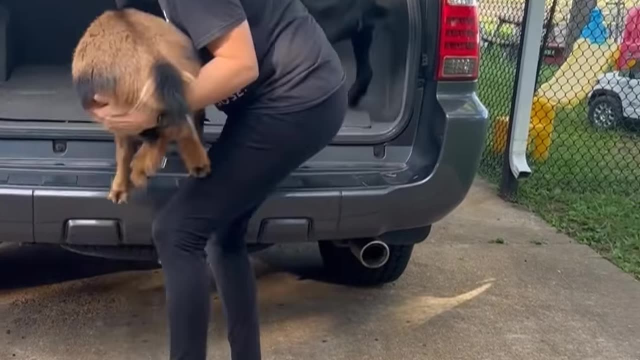 Funny Goats Want To Go For Car Ride!