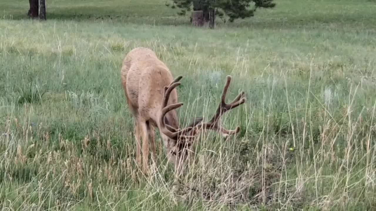 Mule Deer in Colorado