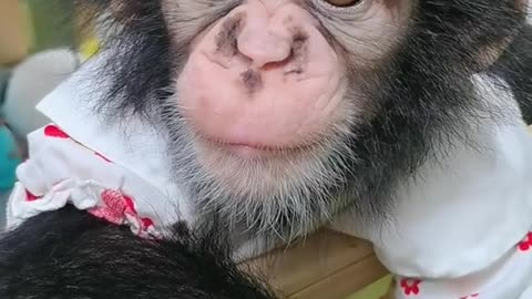 The baby chimp is cute