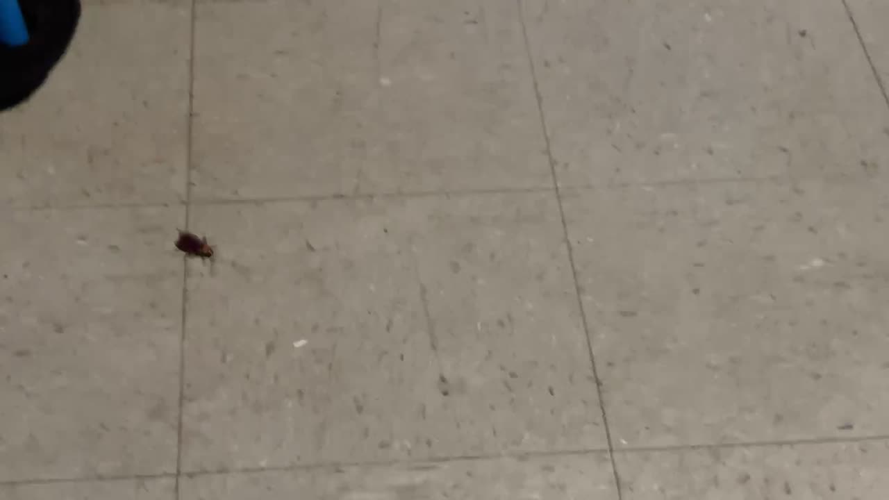 New guest at Zaddys