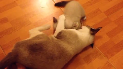 cute animal videos