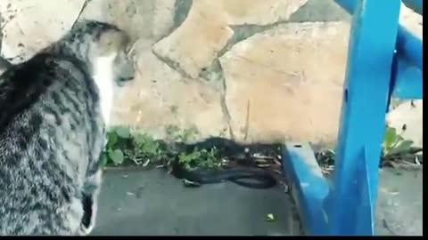 Snake vs cat Compilation