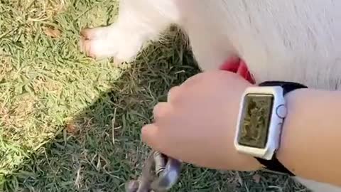 Funny#fyp#foryou#pig#
