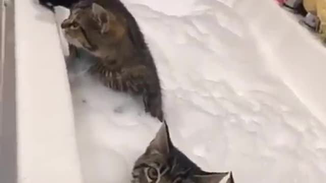 Bath 🐾🛀😻