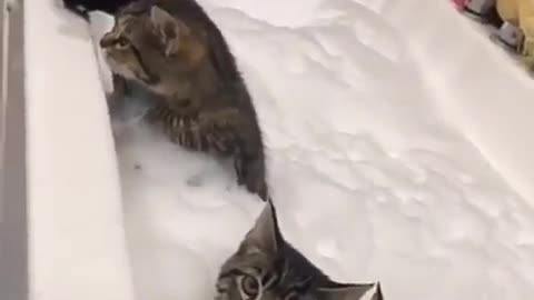 Bath 🐾🛀😻
