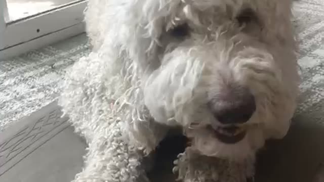 Luna the Golden Doodle Eats a Carrot at Easter