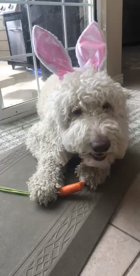 Luna the Golden Doodle Eats a Carrot at Easter