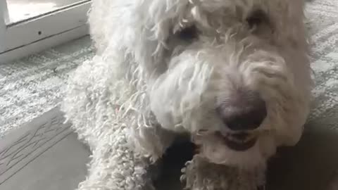 Luna the Golden Doodle Eats a Carrot at Easter