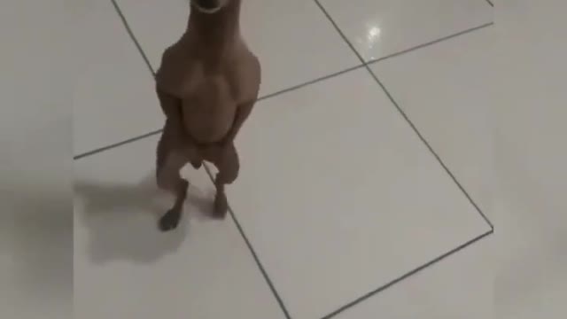 Vídeo engraçado cachorro dançando tente não tir