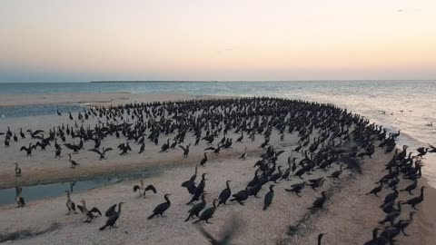 Aerial view. Ducks takeoff. Ducks ashore. Migration of ducks