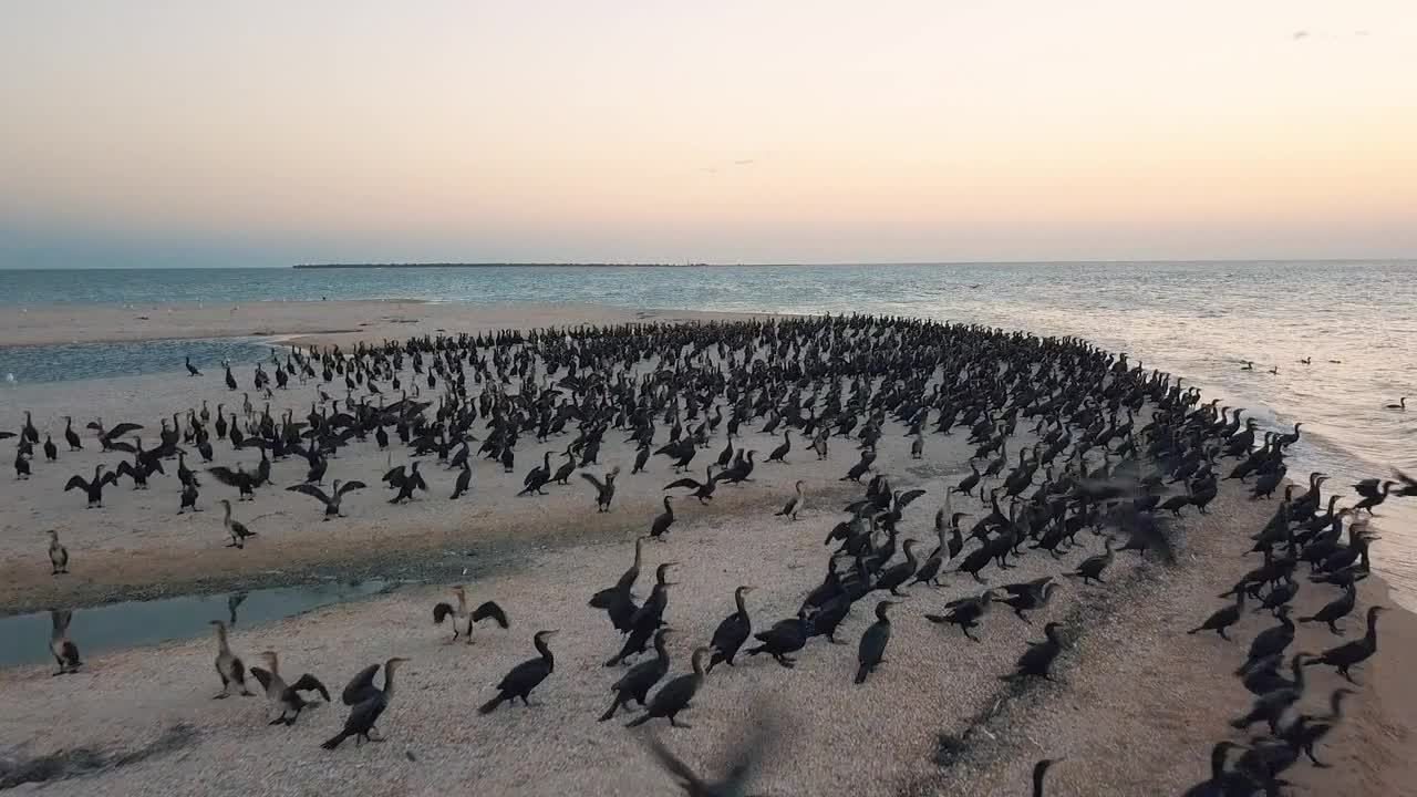 Aerial view. Ducks takeoff. Ducks ashore. Migration of ducks