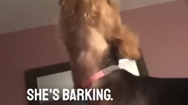 This dog can’t bark 😱