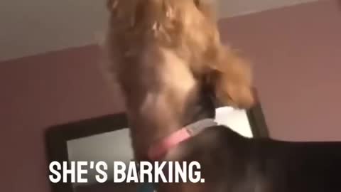 This dog can’t bark 😱