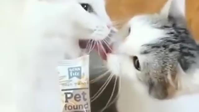 Cute cats fight funny cats