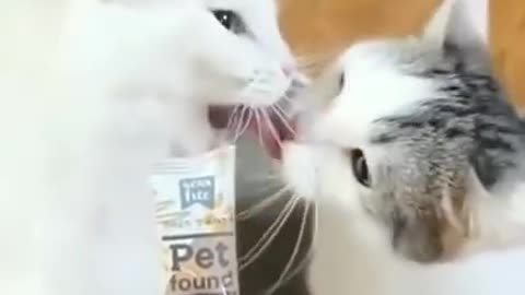 Cute cats fight funny cats