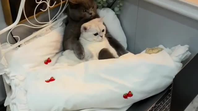 Mama Cat Takes Back Crying Kitten From Toddler