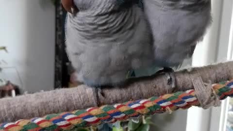 Let's teach the parrot how to say hello.