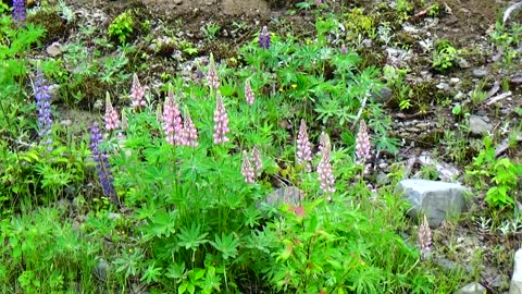 Lupines