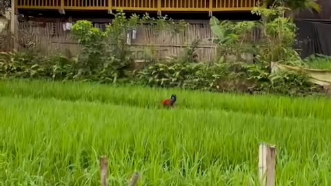 Fields of Hope