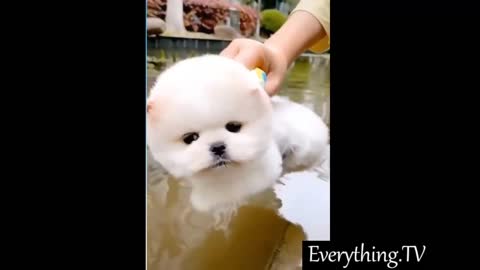 Super Cute And Funny Pets Try Not To Laugh🤣 #77🤣