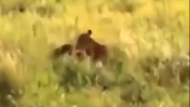 A lioness can take down prey twice in 10sec wild beast..