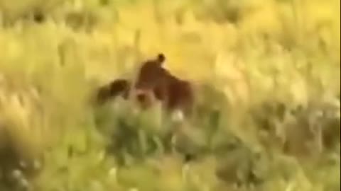 A lioness can take down prey twice in 10sec wild beast..