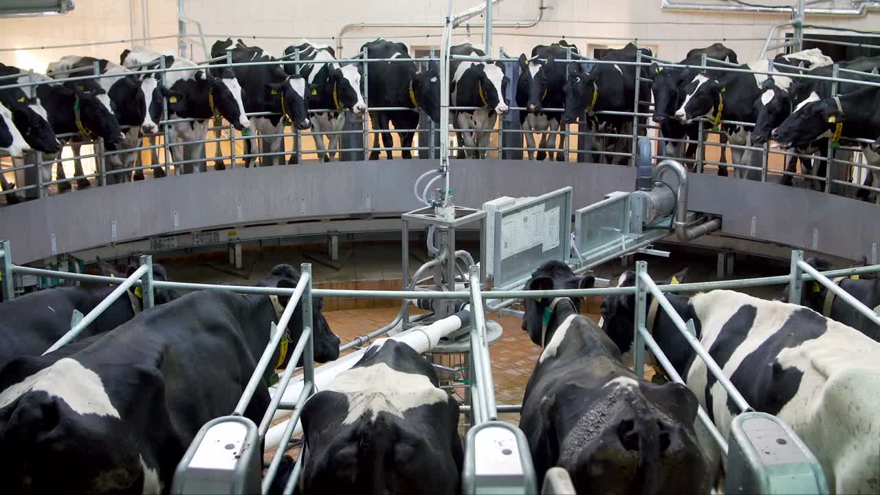 Automatic milking carousel system at the dairy farm