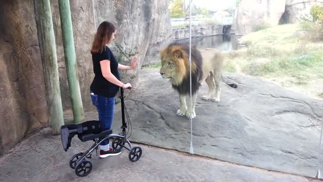 This Lion Really Wants Her Scooter | ORIGINAL VIDEO