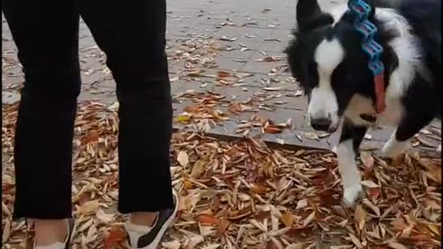Came On fight me🐶 🐶 , Cute Puppy attack a dog🐾🐾