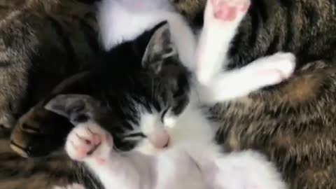 Sleeping cats