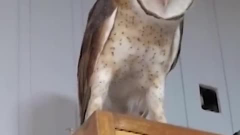 Owl is scared of a Puppy