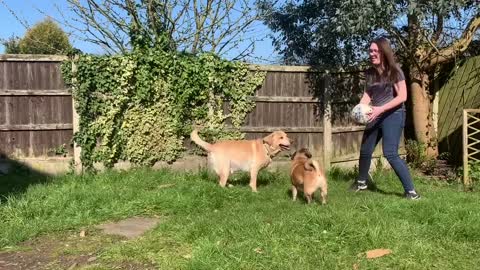 Dog learns headers during lockdown