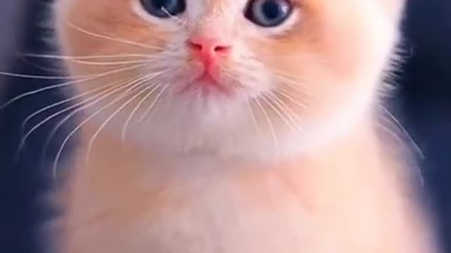 Cute cat