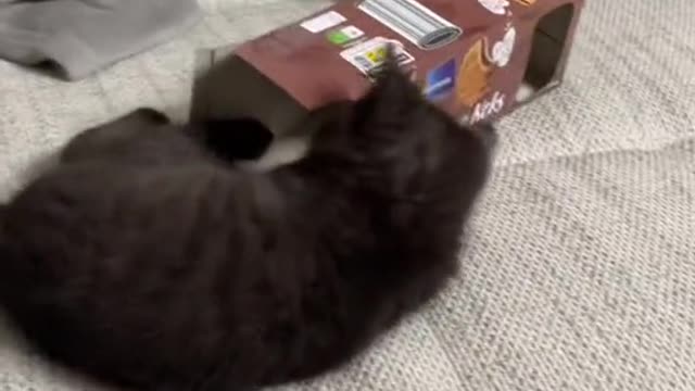 Funniest Cats 😹- Best Of The 2022 Funny Cat Videos 😂- Funny Cats