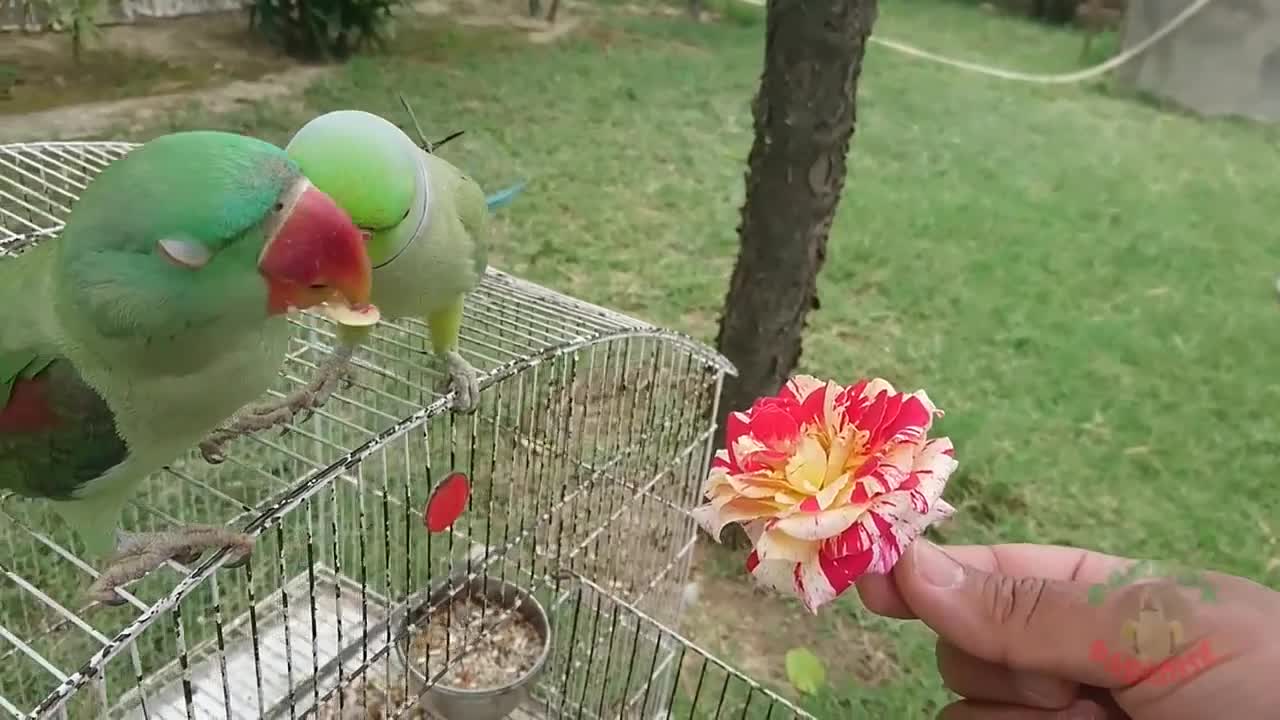 Amazing Parrot Video