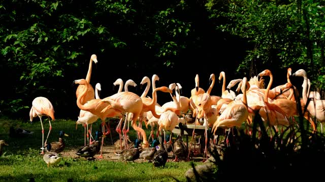 Legends of the pink flamingo and the beautiful anthurium flower.