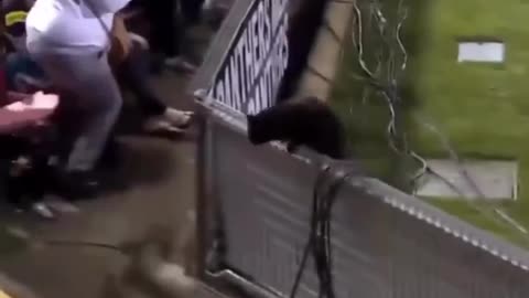 Cat Soccer player