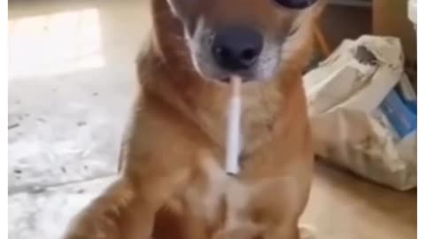Girls dog vs boys dog