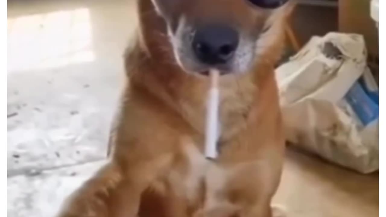 Girls dog vs boys dog