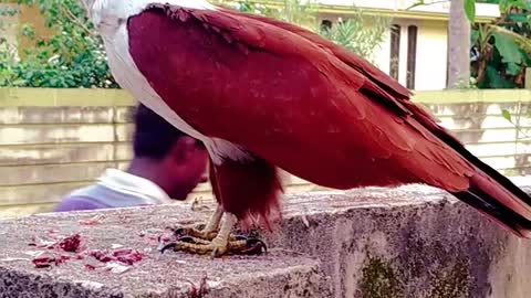 Beautiful Eagle Eats Fish