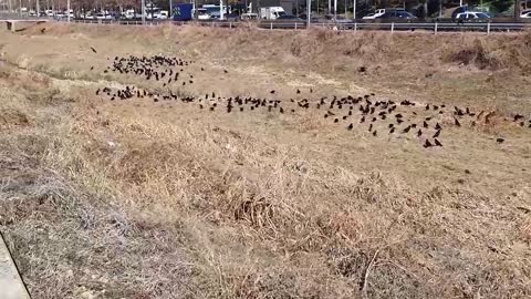 Many crows in the field