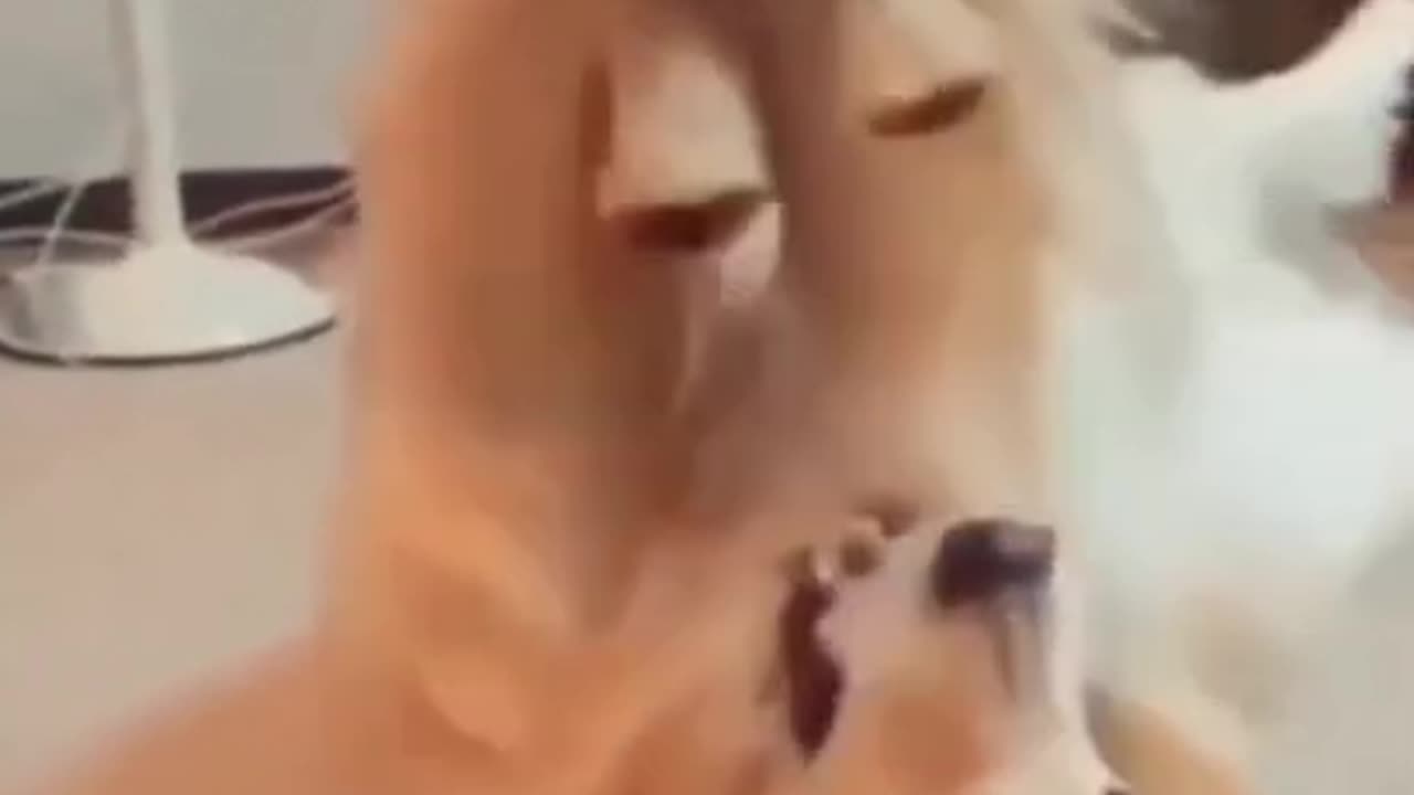 Funny dog reactions