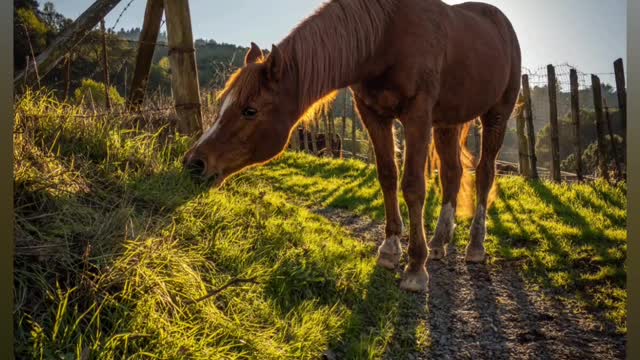 Arabian Horse Image Compilation