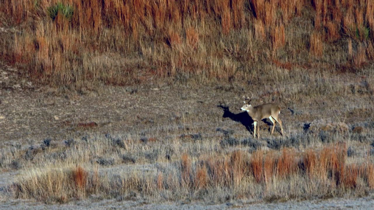 Gordon's Long Distance Buck