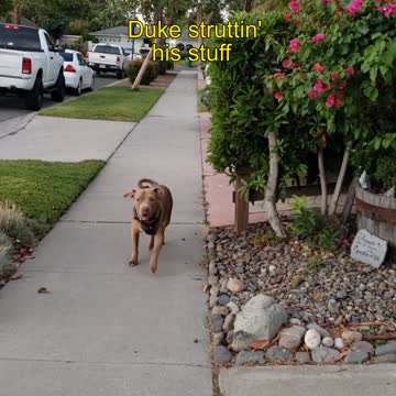 Duke Struts His Stuff!