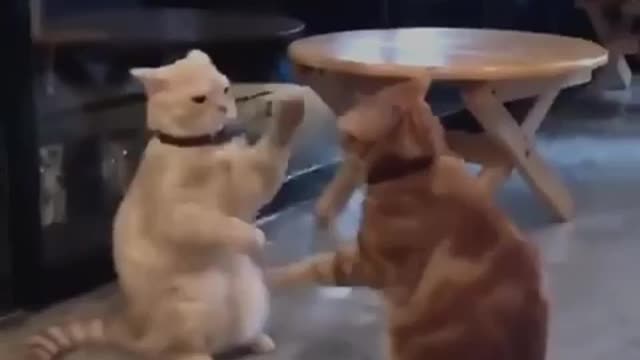 Are You Boring These Funny CATS are the best solution - Funniest Cat Videos