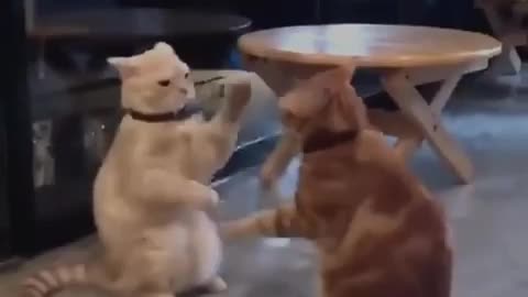 Are You Boring These Funny CATS are the best solution - Funniest Cat Videos