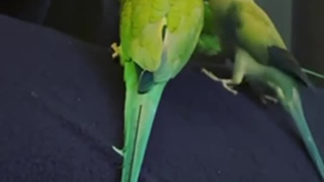 parrots meow