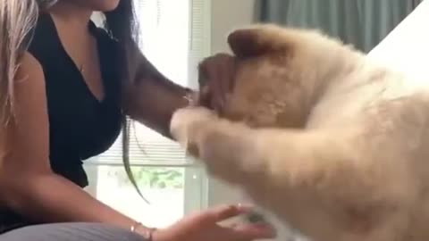 Friendly Girl With her Dog